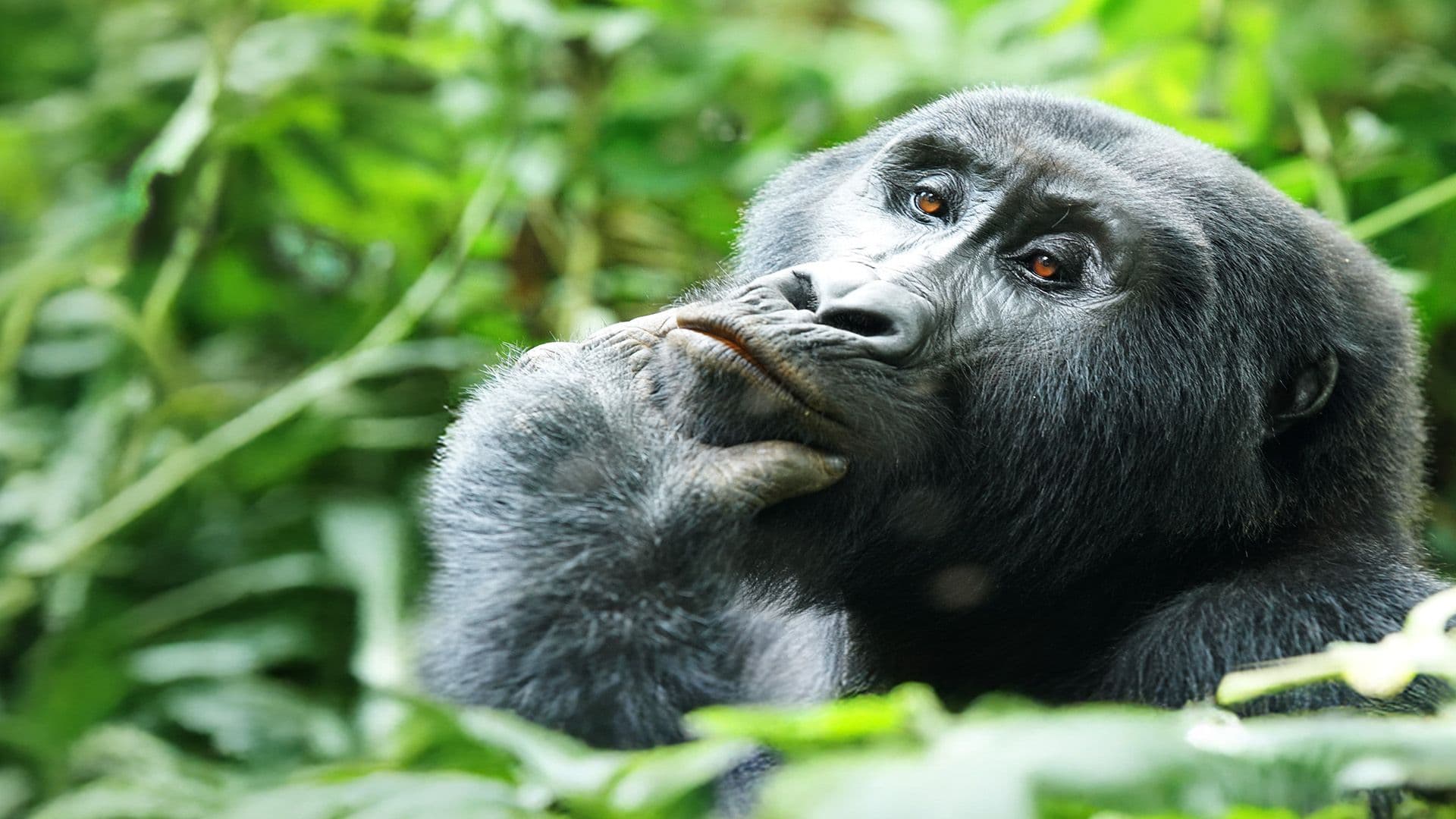 Ouganda